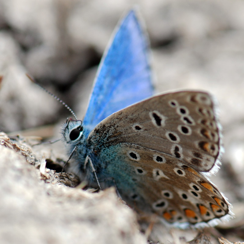 Lysandra bellargus